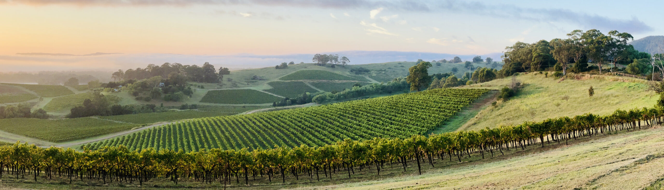 Hunter Valley Vineyards Panorama