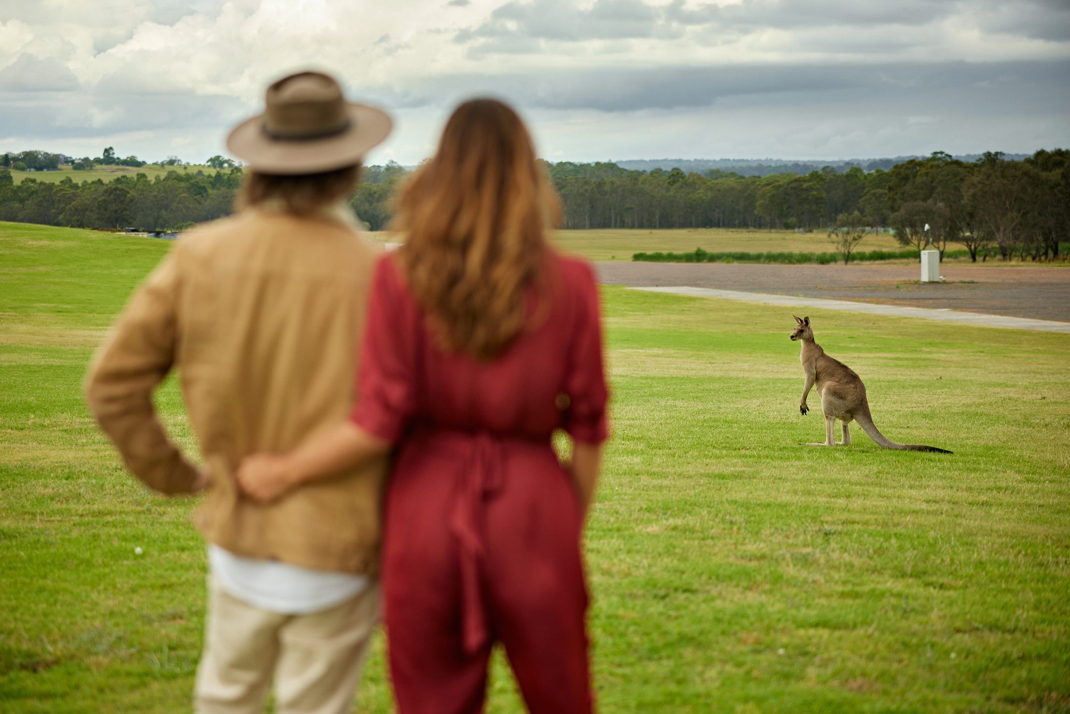 Kangaroo on grounds of winery in Hunter Valley, NSW